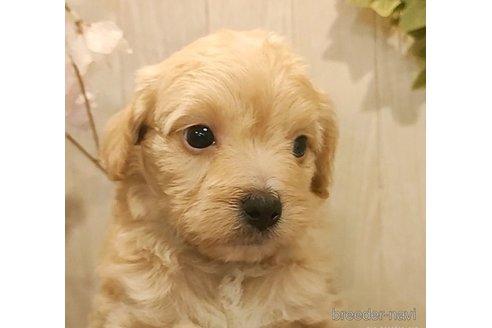 成約済の愛知県のチワプー:チワワ×トイプードル-273693の5枚目