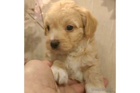 成約済の愛知県のチワプー:チワワ×トイプードル-273693の2枚目