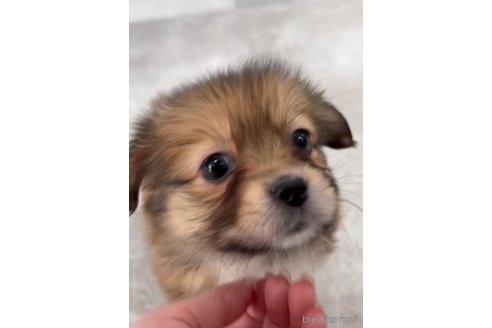 成約済の福岡県のミックス犬-270014の2枚目