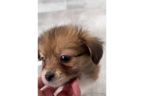 成約済の福岡県のミックス犬-270014の3枚目