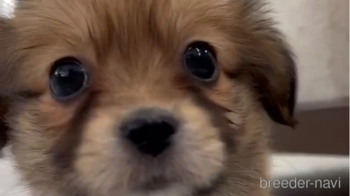 成約済の福岡県のミックス犬-270014の1枚目