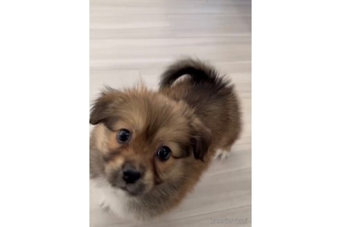 成約済の福岡県のミックス犬-269978の3枚目