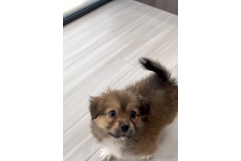 成約済の福岡県のミックス犬-269978の4枚目