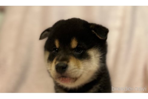成約済の静岡県の柴犬-273720の3枚目