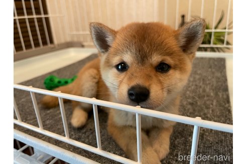 成約済の兵庫県の豆柴-273721の7枚目