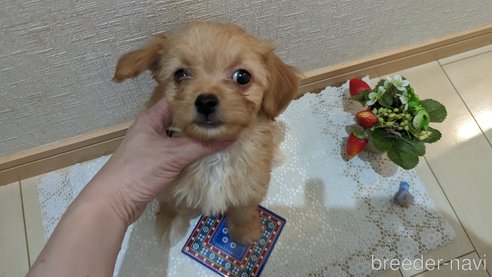 成約済の広島県のチワプー:チワワ×トイプードル-264413の111枚目