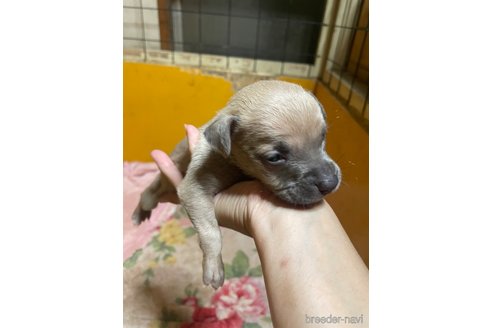 成約済の佐賀県のアメリカンピットブルテリア-273739の8枚目