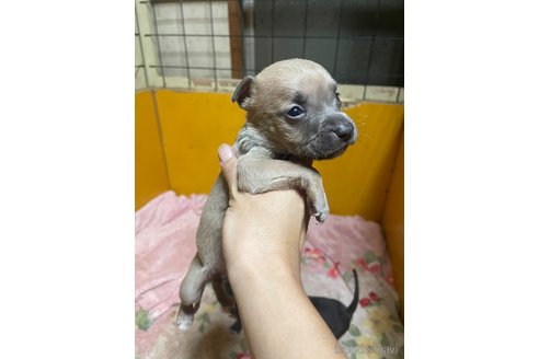 成約済の佐賀県のアメリカンピットブルテリア-273739の9枚目