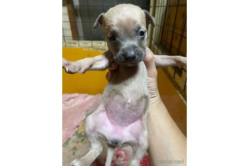 成約済の佐賀県のアメリカンピットブルテリア-273739の10枚目
