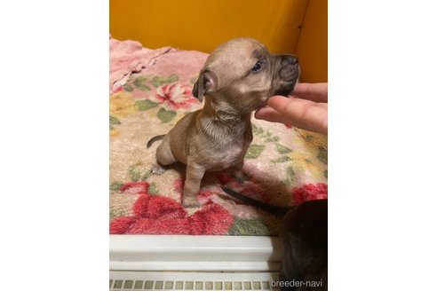 成約済の佐賀県のアメリカンピットブルテリア-273740の26枚目