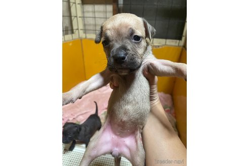 成約済の佐賀県のアメリカンピットブルテリア-273740の25枚目