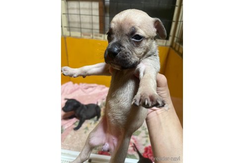 成約済の佐賀県のアメリカンピットブルテリア-273740の24枚目