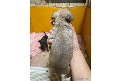 成約済の佐賀県のアメリカンピットブルテリア-273740の23枚目