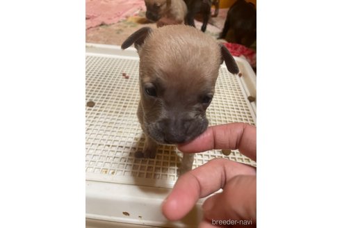 成約済の佐賀県のアメリカンピットブルテリア-273739の4枚目
