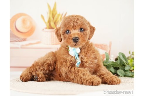 成約済の神奈川県のトイプードル-273758の2枚目