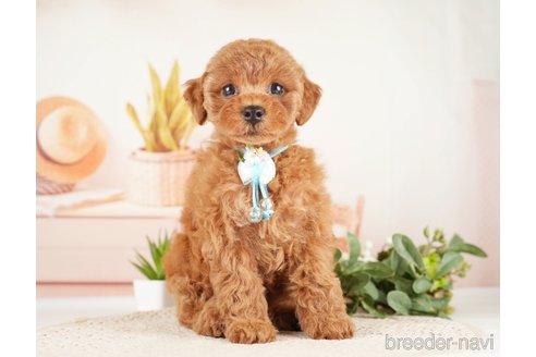 成約済の神奈川県のトイプードル-273758