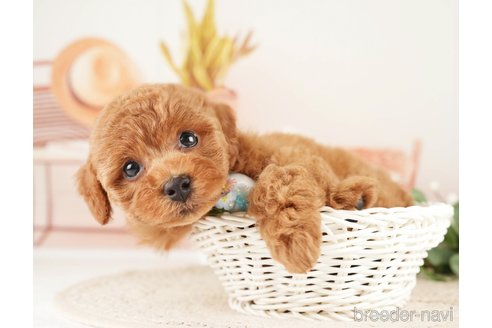 成約済の神奈川県のトイプードル-273758の4枚目