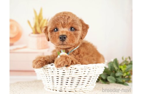 成約済の神奈川県のトイプードル-273758の5枚目