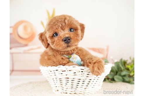 成約済の神奈川県のトイプードル-273758の3枚目