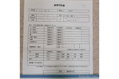 成約済の愛知県のチワワ(ロングコート)-271862の20枚目