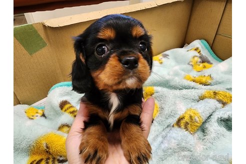 成約済の愛知県のキャバリアキングチャールズスパニエル-270920の10枚目