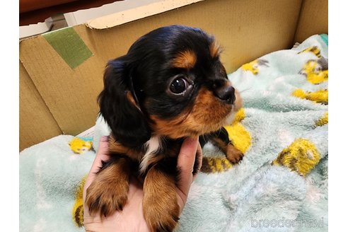 成約済の愛知県のキャバリアキングチャールズスパニエル-270920の7枚目
