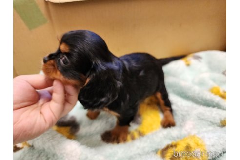 成約済の愛知県のキャバリアキングチャールズスパニエル-270920の6枚目