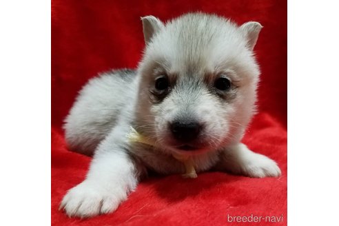 販売中の北海道のシベリアンハスキー-273796