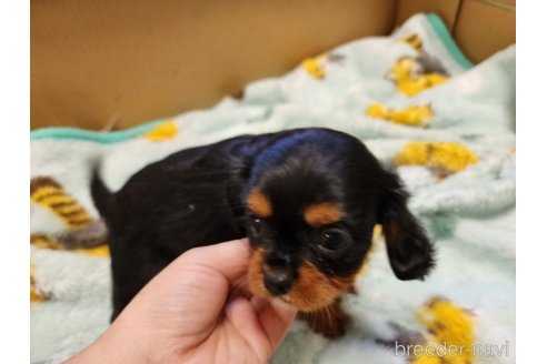 成約済の愛知県のキャバリアキングチャールズスパニエル-270920の3枚目