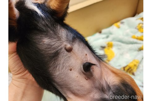 成約済の愛知県のキャバリアキングチャールズスパニエル-270920の2枚目