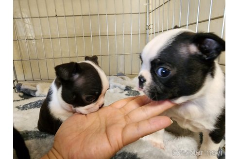 成約済の愛知県のボストンテリア-270935の3枚目