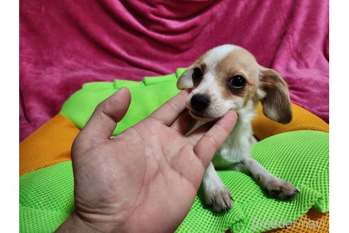 販売中の福岡県のミックス犬-273814の5枚目