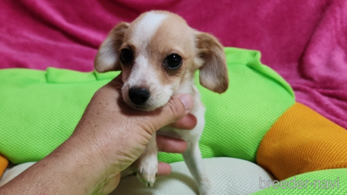 販売中の福岡県のミックス犬-273814の3枚目