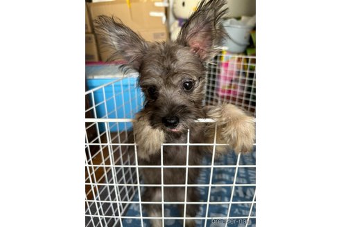 成約済の福岡県のミックス犬-238502の5枚目