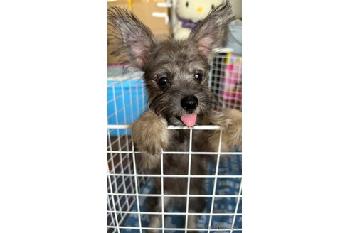 販売中の福岡県のミックス犬-238502の6枚目