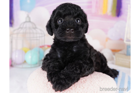 成約済の千葉県のトイプードル-273845の6枚目