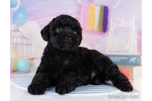 成約済の千葉県のトイプードル-273845の5枚目