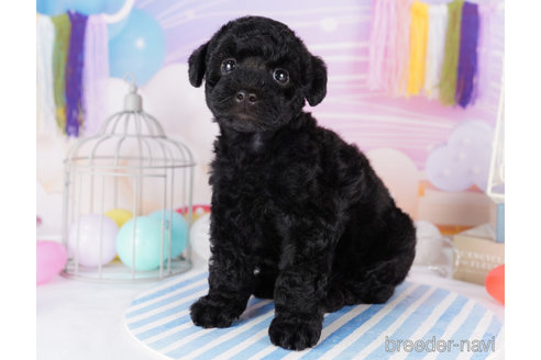 成約済の千葉県のトイプードル-273845の4枚目