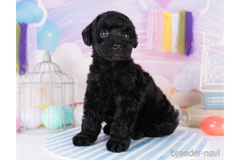 成約済の千葉県のトイプードル-273845の3枚目