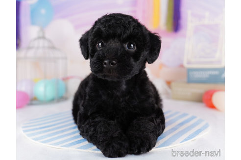 成約済の千葉県のトイプードル-273845