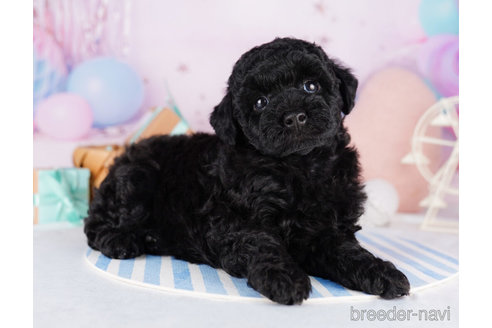 成約済の千葉県のトイプードル-273850の6枚目