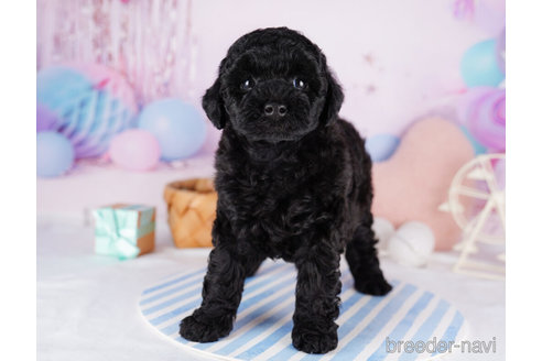 成約済の千葉県のトイプードル-273850の5枚目