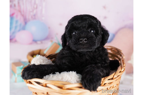 成約済の千葉県のトイプードル-273850の4枚目