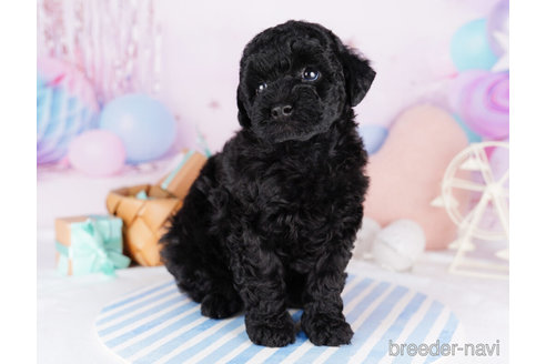 成約済の千葉県のトイプードル-273850の3枚目