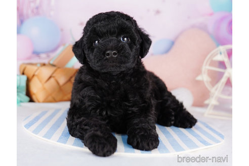 成約済の千葉県のトイプードル-273850の1枚目