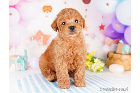 成約済の千葉県のトイプードル-273851の6枚目