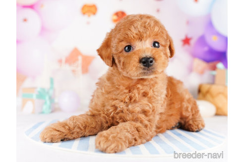 成約済の千葉県のトイプードル-273851の5枚目