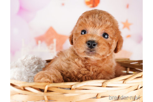 成約済の千葉県のトイプードル-273851の4枚目