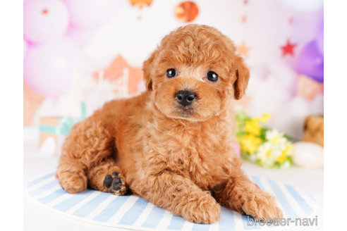 成約済の千葉県のトイプードル-273851の3枚目