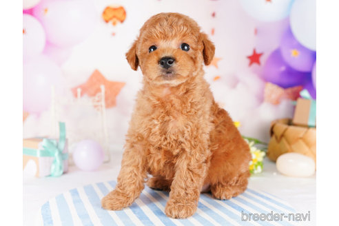 成約済の千葉県のトイプードル-273851の1枚目